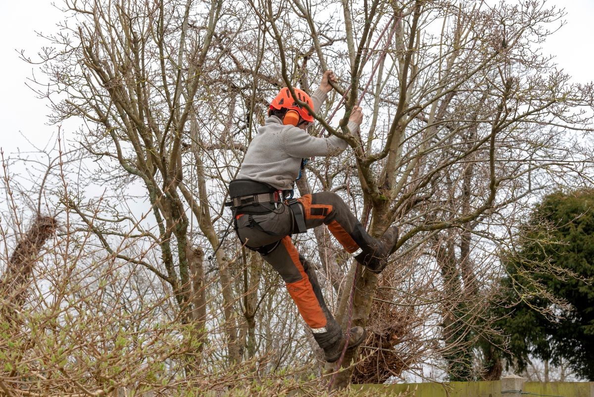 Micheldever, Winchester, Hampshire, England, UK. March 2019. Tree surgeon trimming a tree.
